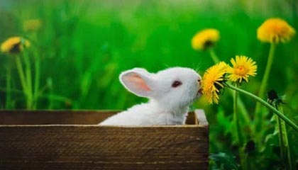 kaiyun网站-马拉维男篮在非洲锦标赛中表现出色，创造历史新纪录，非洲马拉维说什么语言